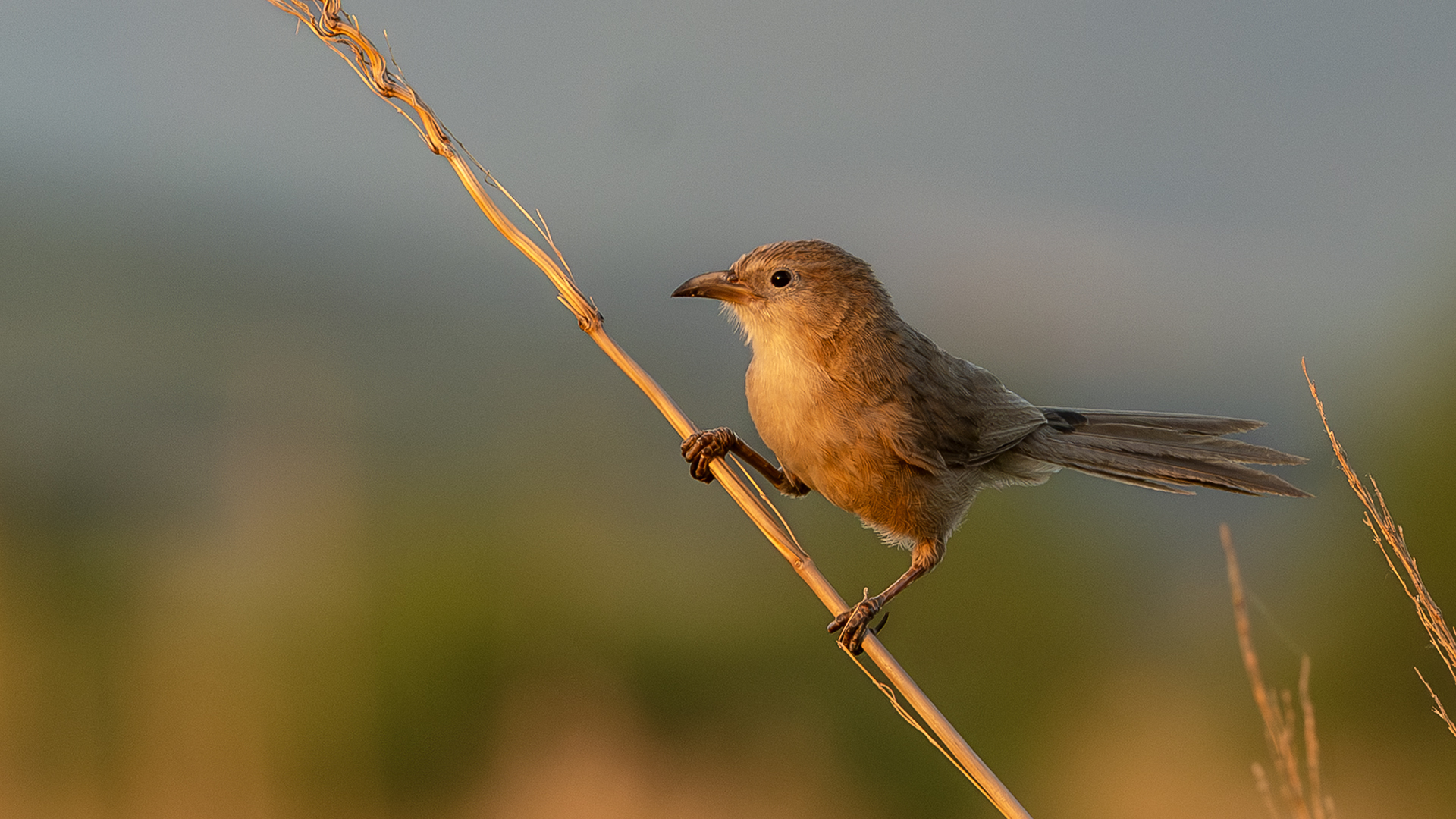 Iraq Babbler